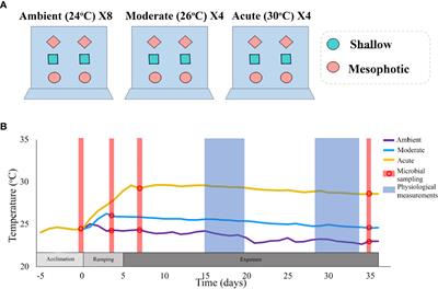 A comparison of mesophotic and shallow sponge holobionts resilience to predicted future temperature elevation